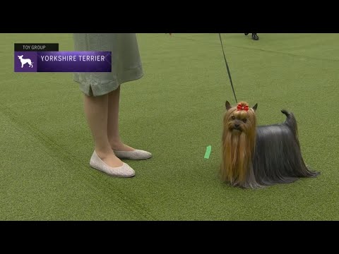 First Yorkshire Terriers in Dog Shows