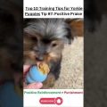 Top 7 Yorkshire Terrier Training Tips Every Owner Needs