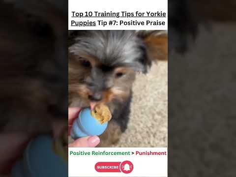 Top 7 Yorkshire Terrier Training Tips Every Owner Needs