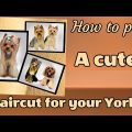 Yorkshire Terrier Hair Styles and Cutting Guide