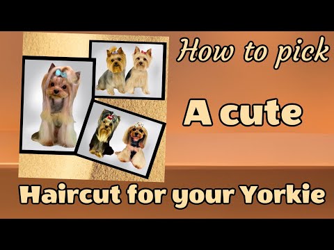 Yorkshire Terrier Hair Styles and Cutting Guide