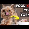 Yorkshire Terrier Diet Tips for a Healthy Happy Pet