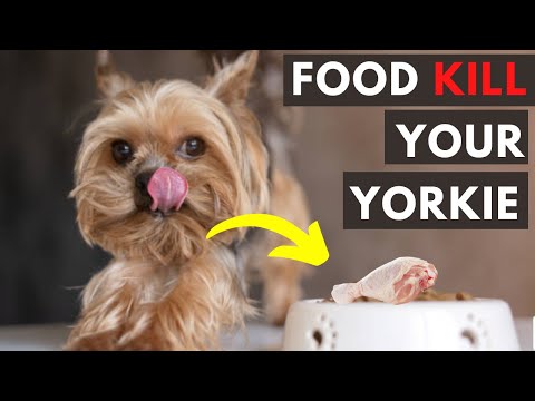 Yorkshire Terrier Diet Tips for a Healthy Happy Pet