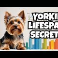 How Long Do Yorkshire Terriers Live A Complete Guide