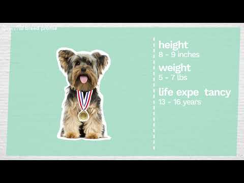 Ultimate Guide to Yorkshire Terrier Temperament