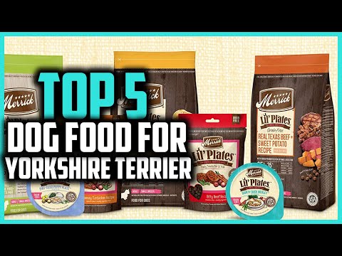 Best Food Options for Yorkshire Terrier Puppies