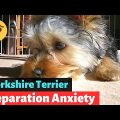 How to Prevent Yorkshire Terrier Separation Anxiety