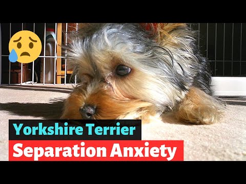 How to Prevent Yorkshire Terrier Separation Anxiety