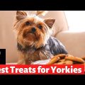 Best Treats for Training Your Yorkshire Terrier