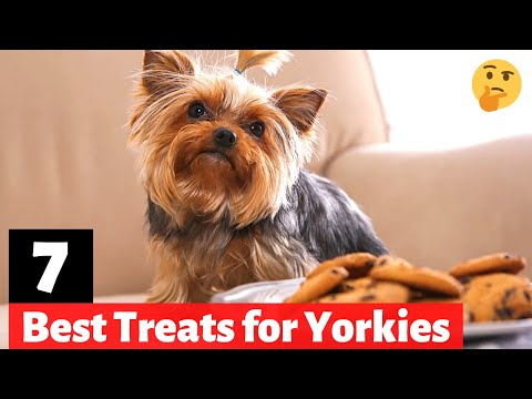 Best Treats for Training Your Yorkshire Terrier