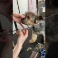 Best Grooming Practices for Your Yorkie Puppy