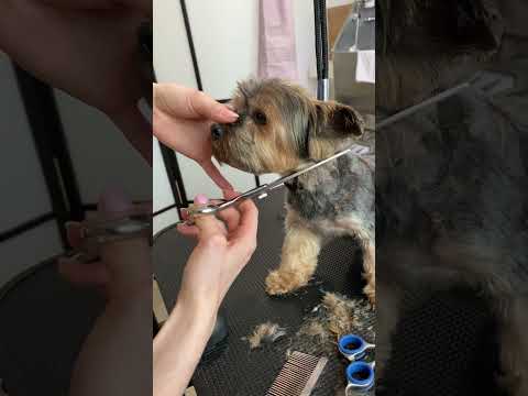 Best Grooming Practices for Your Yorkie Puppy