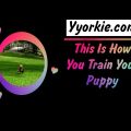 Yorkshire Terrier Leash Training Made Simple