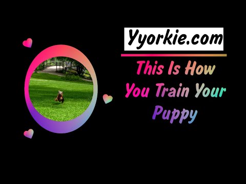 Yorkshire Terrier Leash Training Made Simple