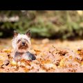 Yorkshire Terrier Summer Safety and Care Guide