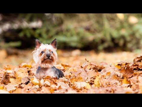 Yorkshire Terrier Summer Safety and Care Guide