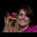 Yorkshire Terrier Winter Care and Protection Tips