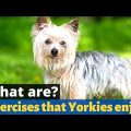 Smart Ways to Exercise Your Yorkshire Terrier