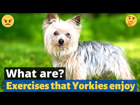 Smart Ways to Exercise Your Yorkshire Terrier