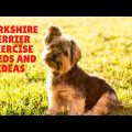 Yorkshire Terrier Exercise Needs and Activity Guide