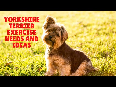 Yorkshire Terrier Exercise Needs and Activity Guide