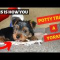 Potty Training Your Yorkshire Terrier Puppy Fast