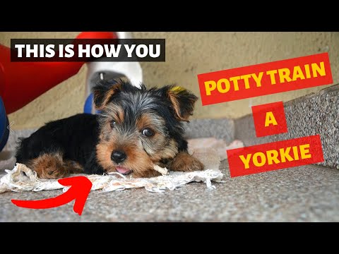 Potty Training Your Yorkshire Terrier Puppy Fast