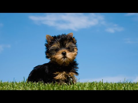 Why Yorkshire Terriers Make Great Therapy Dogs