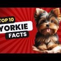 Small But Mighty 10 Amazing Yorkie Personality Traits