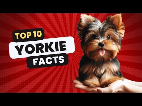 Small But Mighty 10 Amazing Yorkie Personality Traits