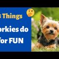 8 Fun Games Your Yorkie Terrier Will Love