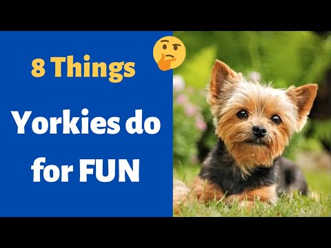 8 Fun Games Your Yorkie Terrier Will Love