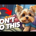 Yorkshire Terrier Sleep Habits and Bedtime Tips