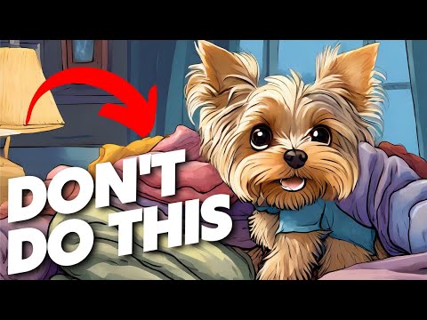 Yorkshire Terrier Sleep Habits and Bedtime Tips