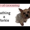 Yorkshire Terrier Bath Time Tips and Techniques