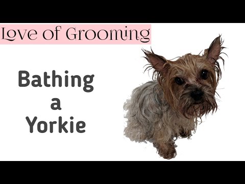 Yorkshire Terrier Bath Time Tips and Techniques