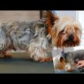 Yorkshire Terrier Grooming Tips from Pro Groomers