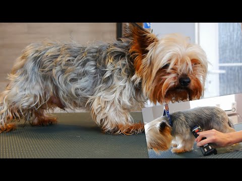 Yorkshire Terrier Grooming Tips from Pro Groomers