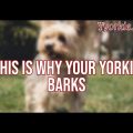 Understanding Yorkshire Terrier Barking Habits