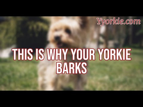 Understanding Yorkshire Terrier Barking Habits