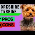 Your Yorkie Terrier Vet Visit Checklist