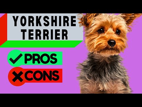 Your Yorkie Terrier Vet Visit Checklist