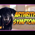 Arthritis in Yorkie Terriers What You Must Know