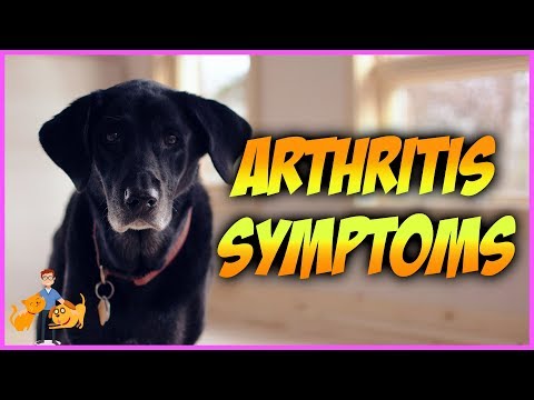 Arthritis in Yorkie Terriers What You Must Know