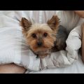 Protect Yorkie Terriers from Summer Storms