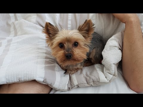 Protect Yorkie Terriers from Summer Storms