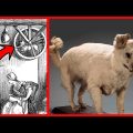 Extinct Breeds In Yorkie Terriers Ancestry