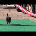 First Show Yorkie Terriers In History