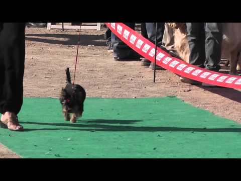 First Show Yorkie Terriers In History