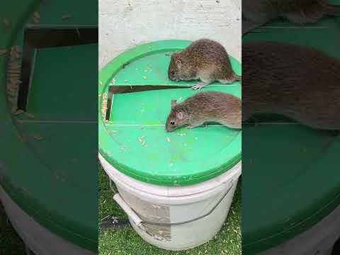 Rat Catching Past Of Yorkshire Yorkie Terriers